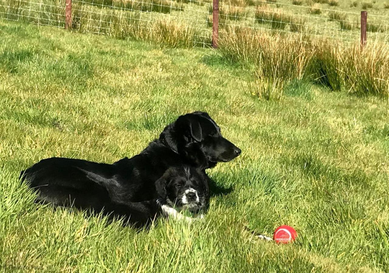 Dog Friendly Cottage, Geufron Farm Near Tywyn Bryn-crug Exteriör bild
